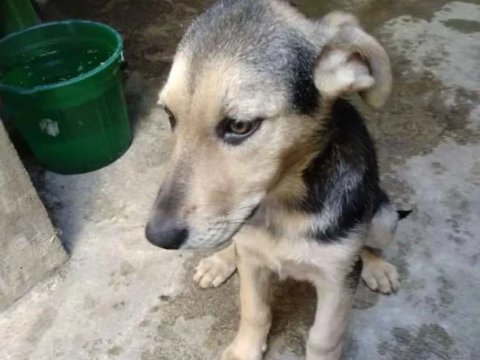 Cachorro ra a Vira-lata idade 2 a 6 meses nome Shakira / Pretinha