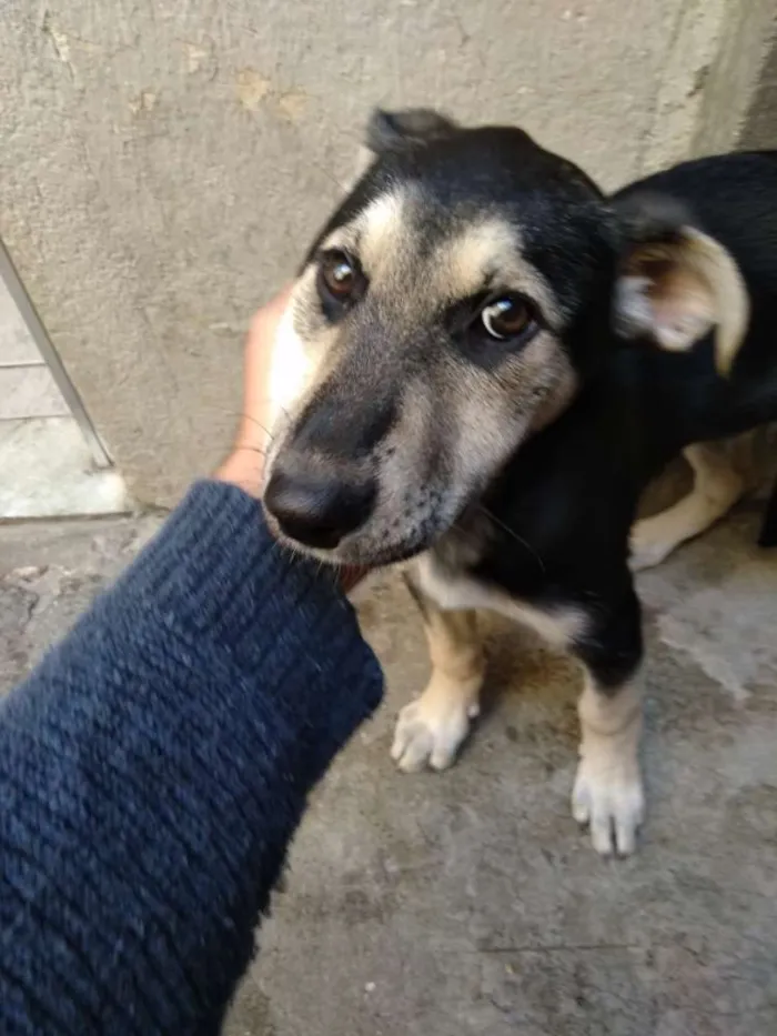 Cachorro ra a Vira-lata idade 2 a 6 meses nome Shakira / Pretinha