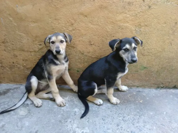 Cachorro ra a Vira-lata idade 2 a 6 meses nome Shakira / Pretinha