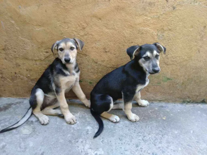 Cachorro ra a Vira-lata idade 2 a 6 meses nome Shakira / Pretinha