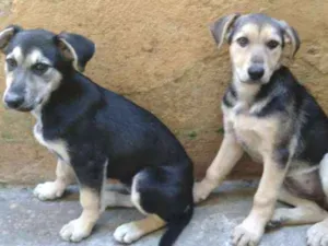 Cachorro raça Vira-lata idade 2 a 6 meses nome Shakira / Pretinha