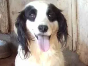 Cachorro raça Boder collie idade 2 anos nome Bob 