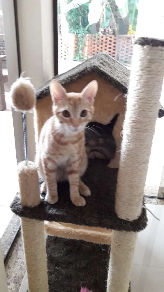 Gato raça Não definida idade  nome Jhon