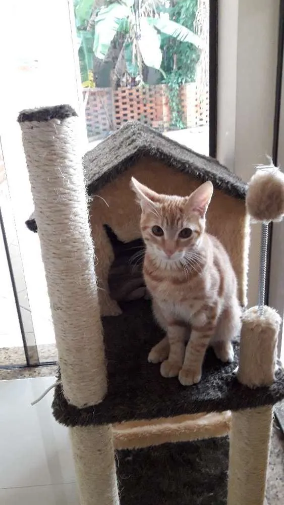 Gato raça Não definida idade  nome Jhon