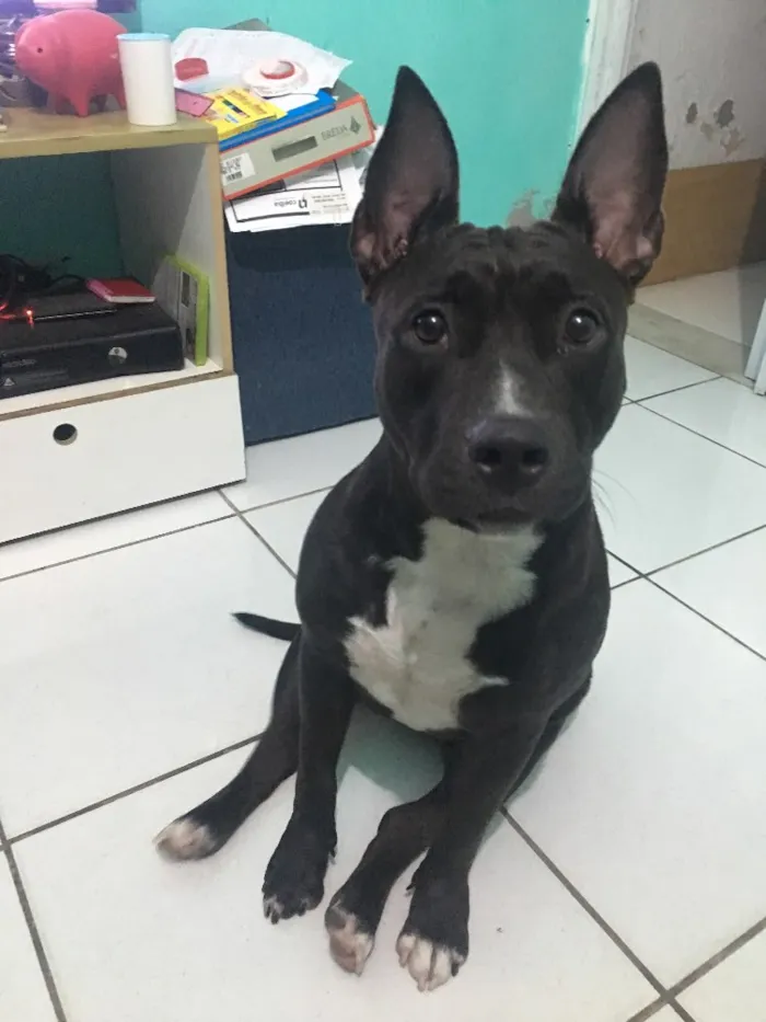 Cachorro raça American Pitbull  idade 7 a 11 meses nome Akira