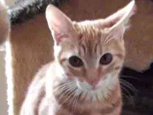 Gato raça Não definida idade  nome Jhon