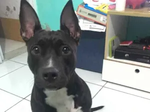 Cachorro raça American Pitbull  idade 7 a 11 meses nome Akira