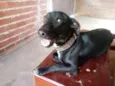 Cachorro raça Indefinida idade 7 a 11 meses nome Stive