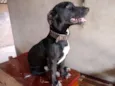 Cachorro raça Indefinida idade 7 a 11 meses nome Stive