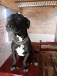 Cachorro raça Indefinida idade 7 a 11 meses nome Stive