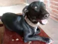 Cachorro raça Indefinida idade 7 a 11 meses nome Stive