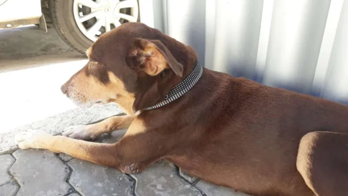 Cachorro raça SRD idade 5 anos nome Barack