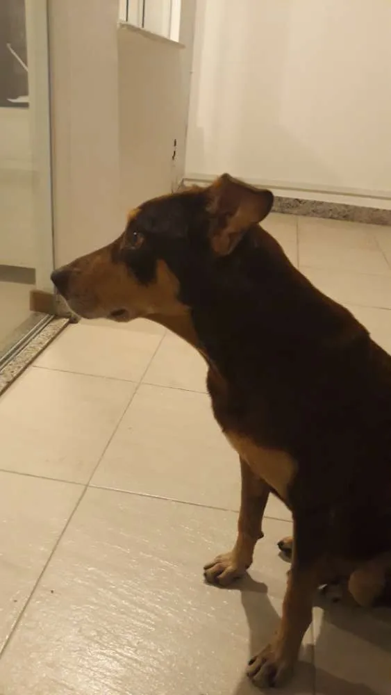 Cachorro raça SRD idade 5 anos nome Barack