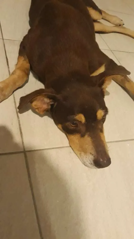 Cachorro raça SRD idade 5 anos nome Barack