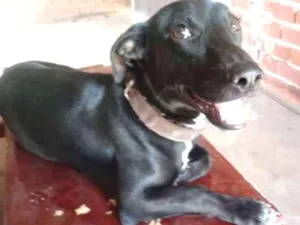 Cachorro raça Indefinida idade 7 a 11 meses nome Stive