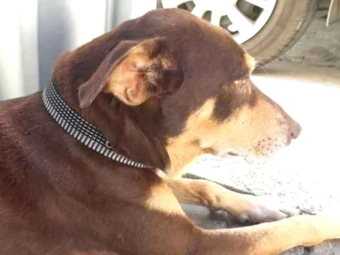 Cachorro raça SRD idade 5 anos nome Barack