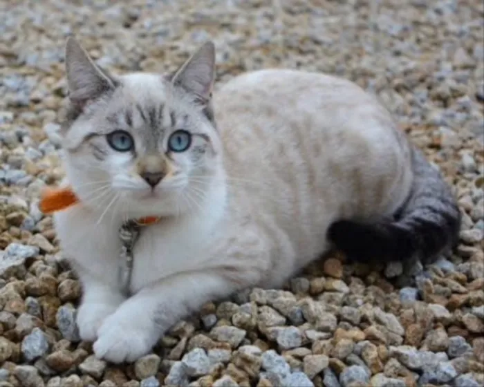 Gato ra a SRD  idade 2 a 6 meses nome Clarinha 
