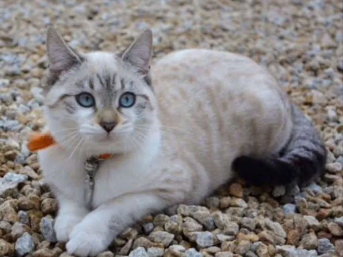 Gato ra a SRD  idade 2 a 6 meses nome Clarinha 
