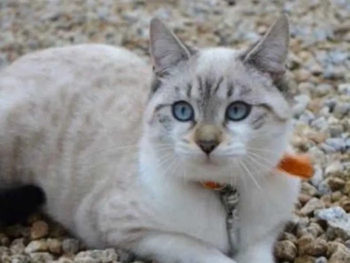 Gato ra a SRD  idade 2 a 6 meses nome Clarinha 