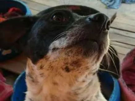 Cachorro ra a SRD idade 2 anos nome Baby
