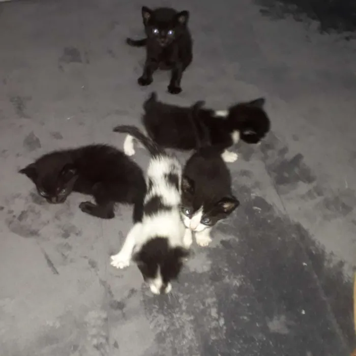 Gato ra a Frajolinha  idade Abaixo de 2 meses nome Não coloquei nome ai