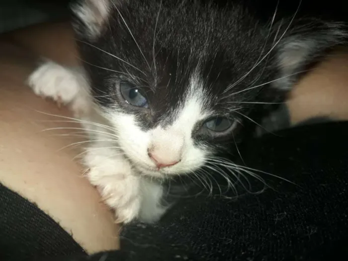 Gato ra a Frajolinha  idade Abaixo de 2 meses nome Não coloquei nome ai