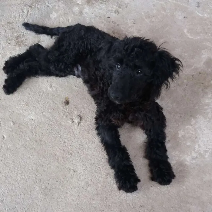 Cachorro ra a Srd idade 2 a 6 meses nome Bob