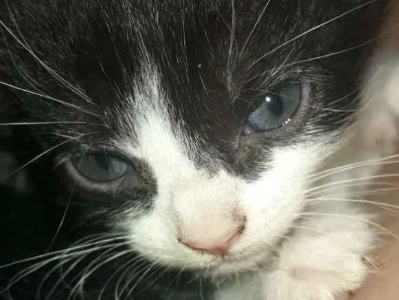 Gato ra a Frajolinha  idade Abaixo de 2 meses nome Não coloquei nome ai