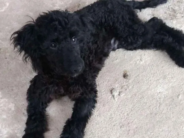 Cachorro ra a Srd idade 2 a 6 meses nome Bob