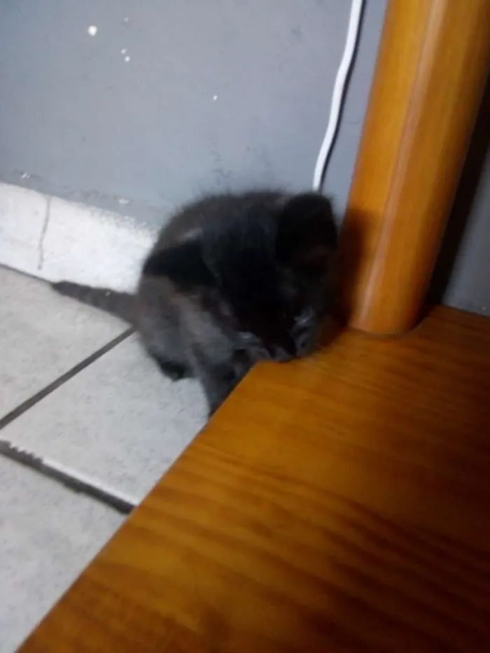 Gato ra a srd idade Abaixo de 2 meses nome Ainda sem.nome