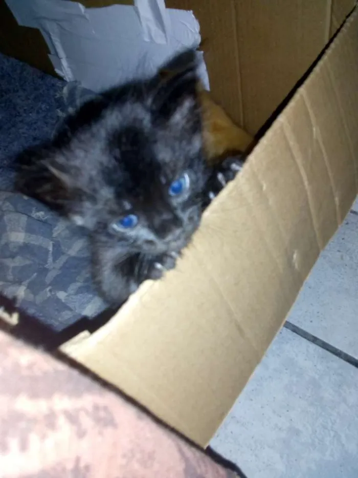 Gato ra a srd idade Abaixo de 2 meses nome Ainda sem.nome