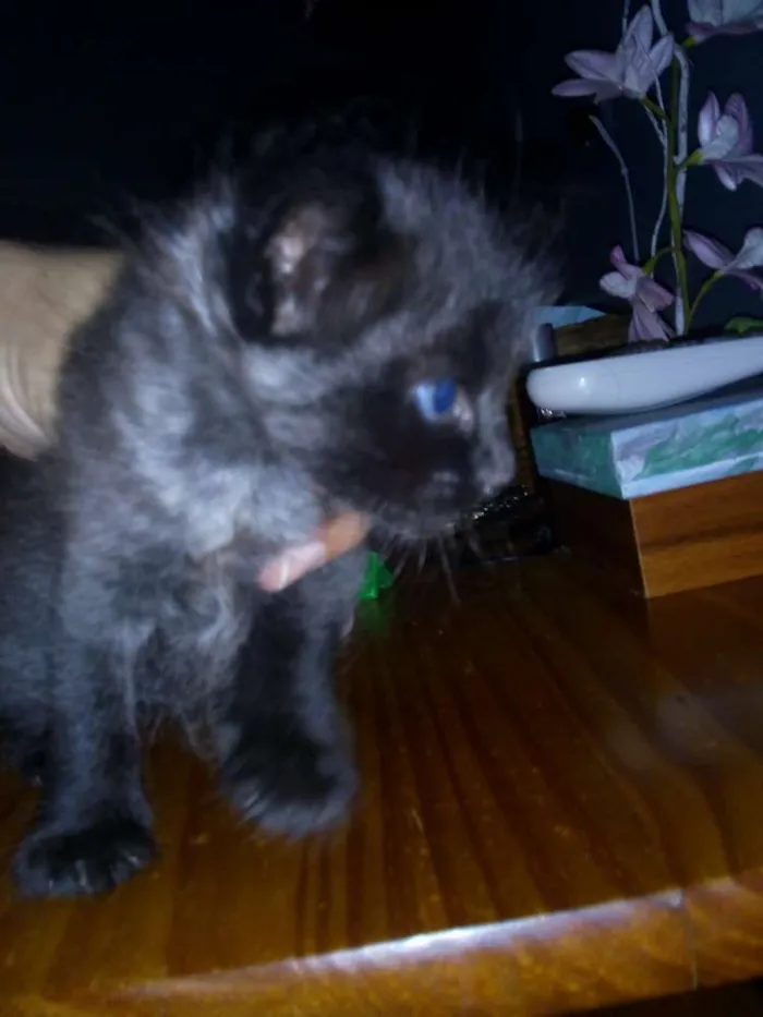 Gato ra a srd idade Abaixo de 2 meses nome Ainda sem.nome