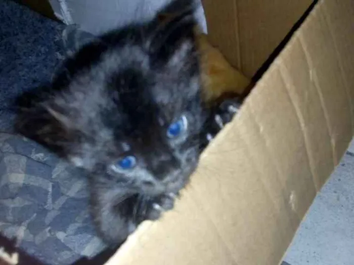 Gato ra a srd idade Abaixo de 2 meses nome Ainda sem.nome