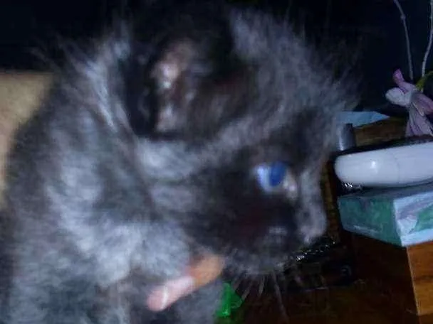 Gato ra a srd idade Abaixo de 2 meses nome Ainda sem.nome