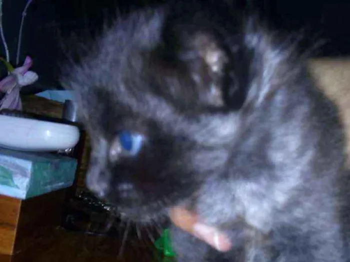 Gato ra a srd idade Abaixo de 2 meses nome Ainda sem.nome