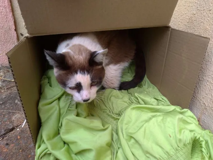 Gato ra a SRD idade 7 a 11 meses nome Nora