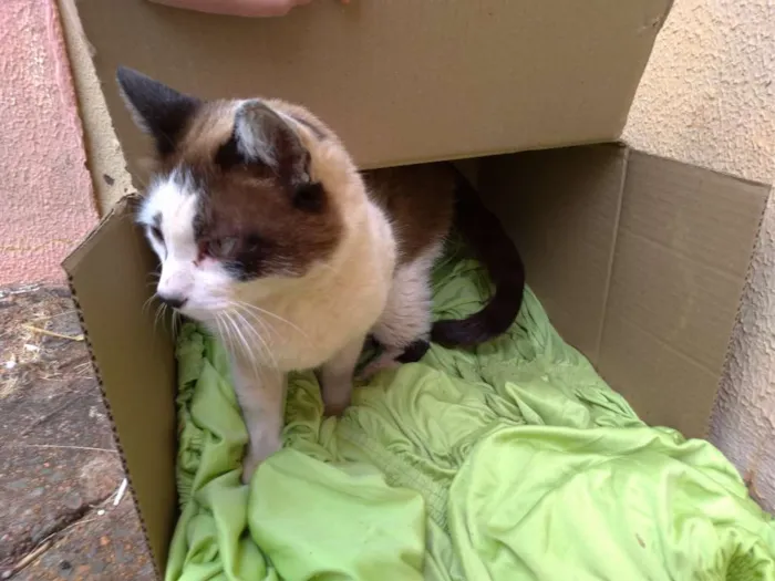 Gato ra a SRD idade 7 a 11 meses nome Nora
