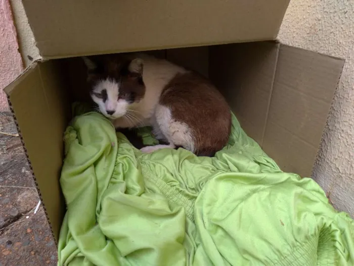 Gato ra a SRD idade 7 a 11 meses nome Nora
