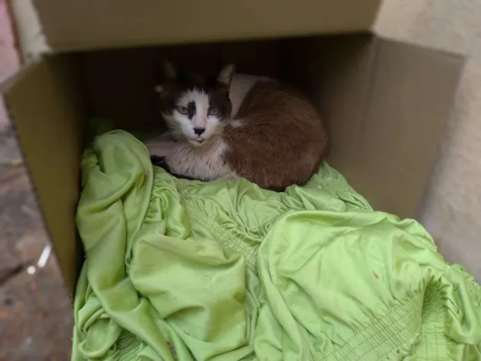 Gato ra a SRD idade 7 a 11 meses nome Nora