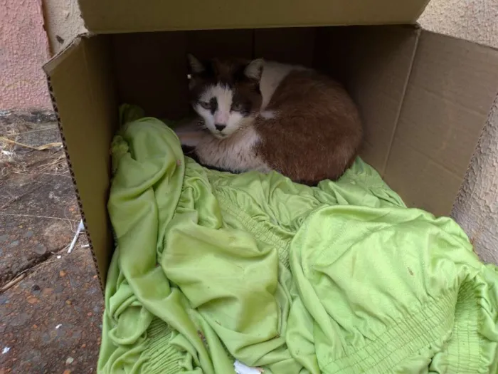 Gato ra a SRD idade 7 a 11 meses nome Nora