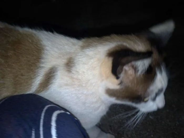 Gato ra a SRD idade 7 a 11 meses nome Nora