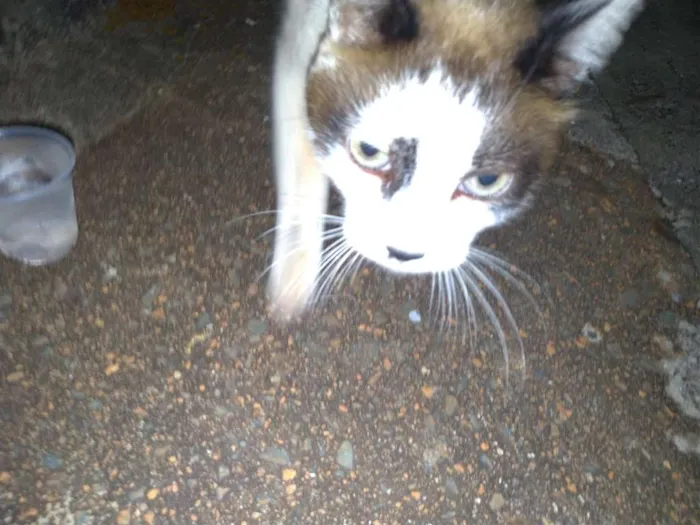 Gato ra a SRD idade 7 a 11 meses nome Nora