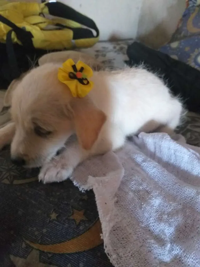 Cachorro ra a Vira lata idade 2 a 6 meses nome Dandara