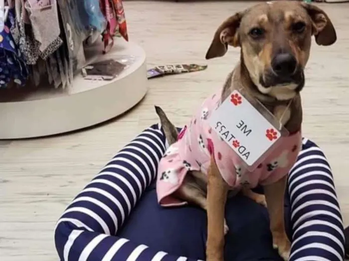 Cachorro raça SRD idade 2 anos nome Cookie