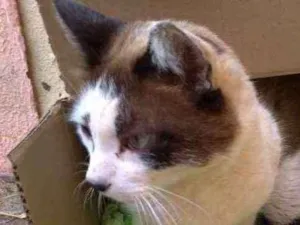 Gato raça SRD idade 7 a 11 meses nome Nora