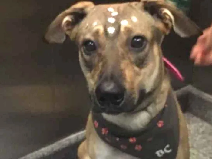 Cachorro raça SRD idade 2 anos nome Cookie