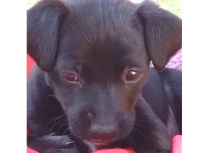 Cachorro ra a Mestiço idade 2 a 6 meses nome Ptunia