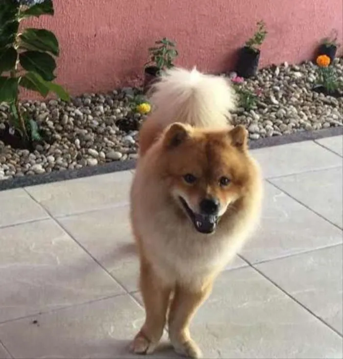 Cachorro ra a Chowchow  idade 2 anos nome Simba