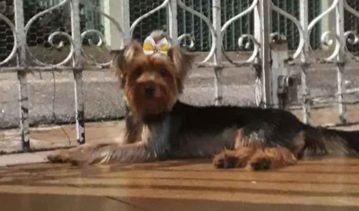 Cachorro ra a Yorkishare Terrier  idade 1 ano nome Fofinha 