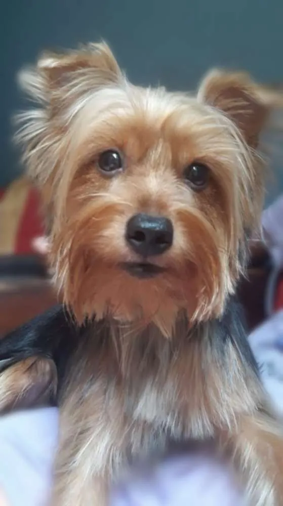 Cachorro ra a Yorkishare Terrier  idade 1 ano nome Fofinha 